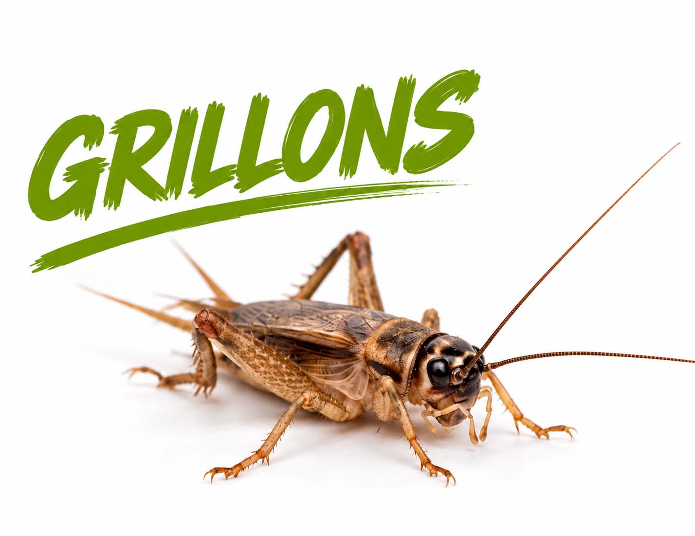 Grillons nourriciers